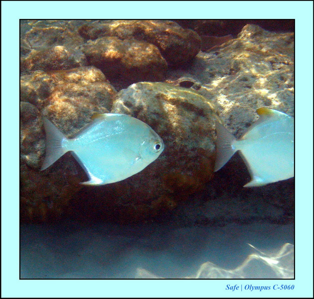 2005 - 08 - Redang  - 089.JPG